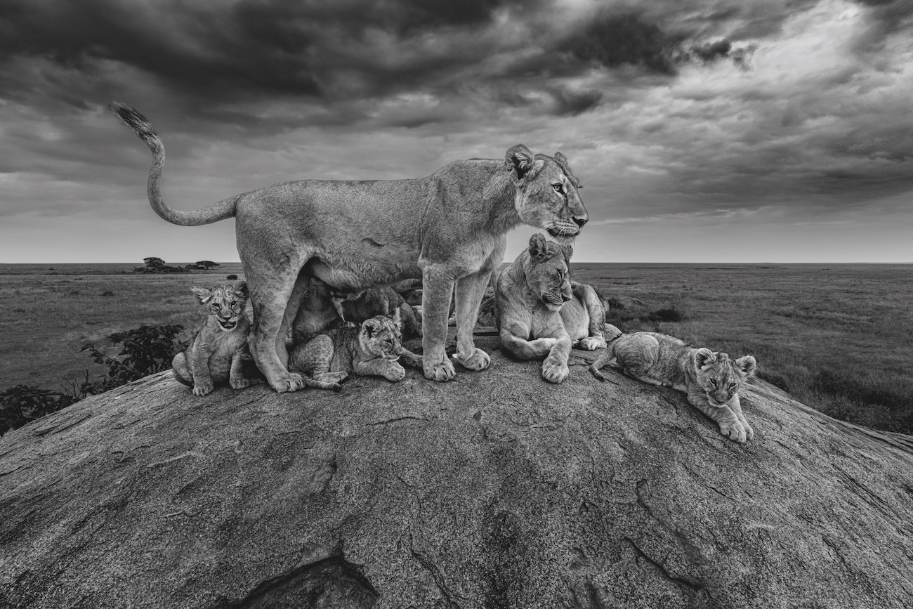 Lions on rock