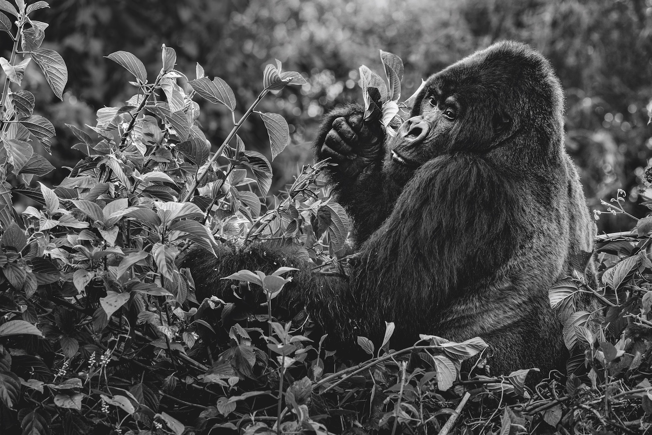 Gorilla in branches.