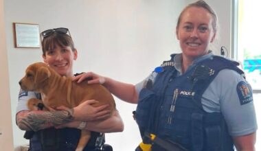 'Happy ending': Puppy stolen from Auckland's North Shore rescued