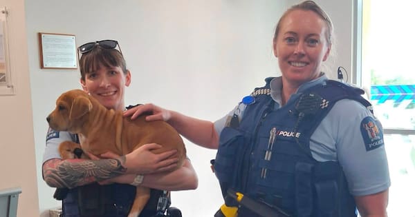 'Happy ending': Puppy stolen from Auckland's North Shore rescued
