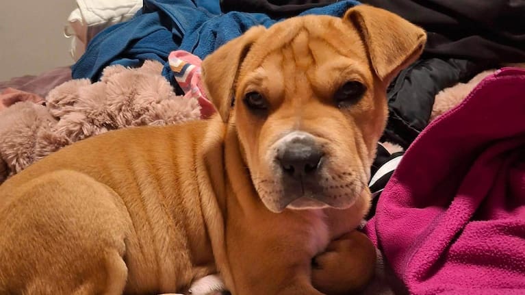 Pebbles the puppy. (Source: South Auckland Animal Rescue)