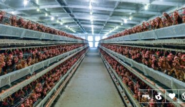 People Eat Six Times More Chicken Than In 1961, According To The UN