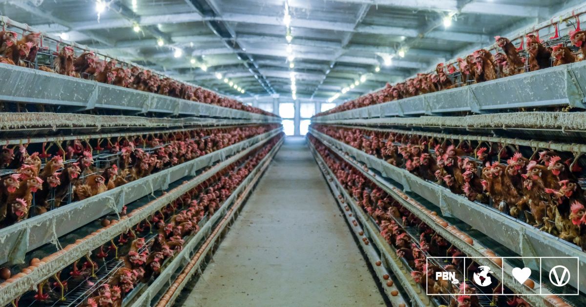 People Eat Six Times More Chicken Than In 1961, According To The UN