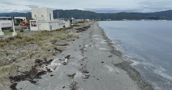 Case of H5 bird flu confirmed in New Zealand