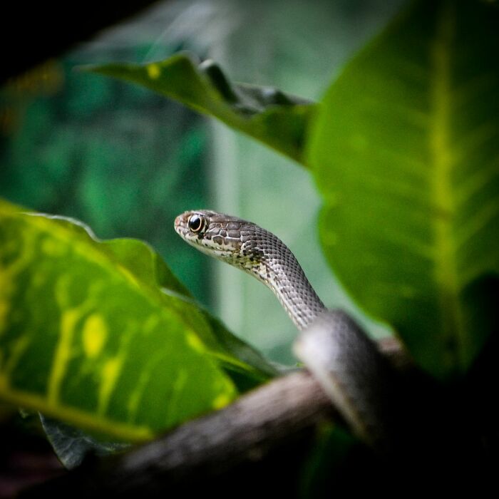 A snake peeking through leaves, a ridiculous patient situation that ER staff might deal with.