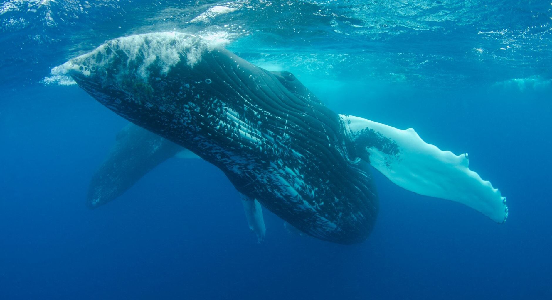 Every few years the entire humpback population of the South Pacific abandons its song and adopts a brand-new one that has drifted in from thousands of miles away—the only known case of a culture-wide fashion sweeping a species that isn't human