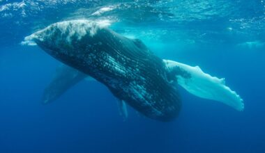 Every few years the entire humpback population of the South Pacific abandons its song and adopts a brand-new one that has drifted in from thousands of miles away—the only known case of a culture-wide fashion sweeping a species that isn't human
