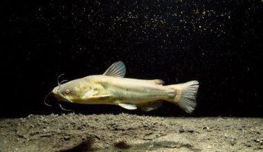 Contagious Cancer Found in North American Catfish