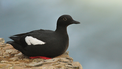 Alaska’s seabirds lost 95% of their breeding population, but after mink were removed from the Naked Islands, guillemots rebounded 3.3 times, and nests surged