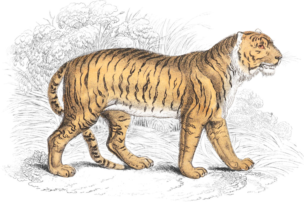 Explore 1,300+ Beautiful Wildlife Illustrations from the 19th Century, Now Restored and Available Online