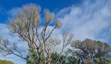 Pōhutukawa trees on Coromandel beach 'drilled and poisoned'