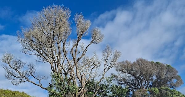Pōhutukawa trees on Coromandel beach 'drilled and poisoned'