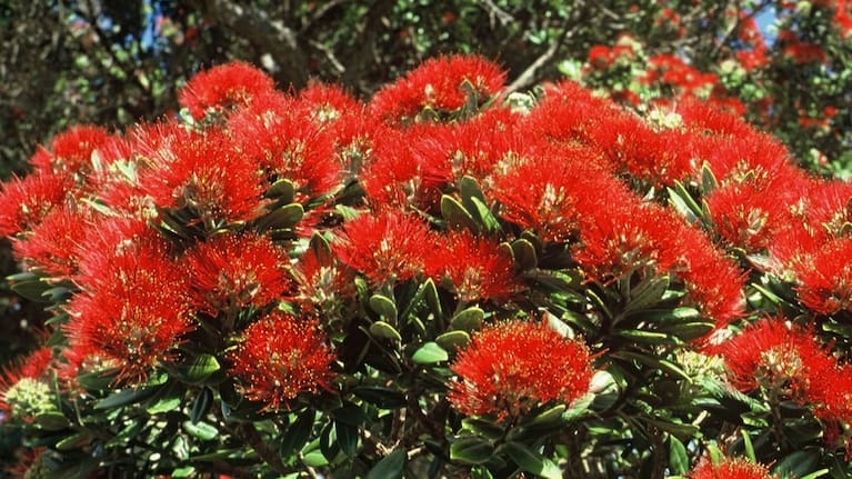 Pōhutukawa flowers. (Source: DOC)