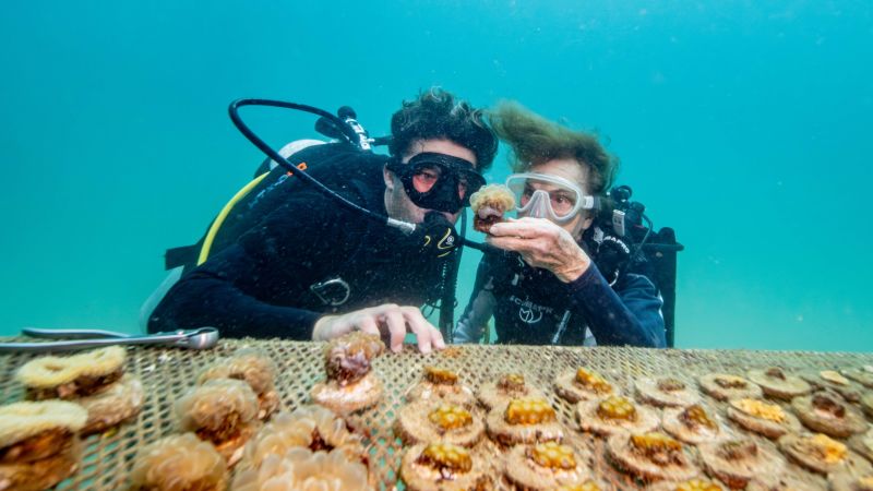 Sylvia Earle and Titouan Bernicot: Five ways to save our ocean