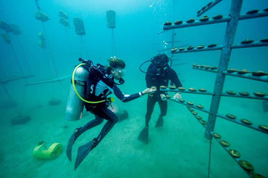 Titouan Bernicot and Sylvia Earle check on coral growing in an underwater nursery in Thailand.