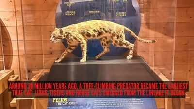 Around 30 million years ago, a tree-climbing predator became the earliest true cat; lions, tigers and house cats emerged from the lineage it began