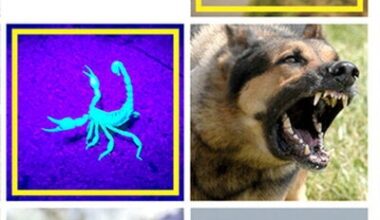 From Cactus Thorns to Dinosaur Teeth: Study Analyzes Biological Puncture Tool Performance