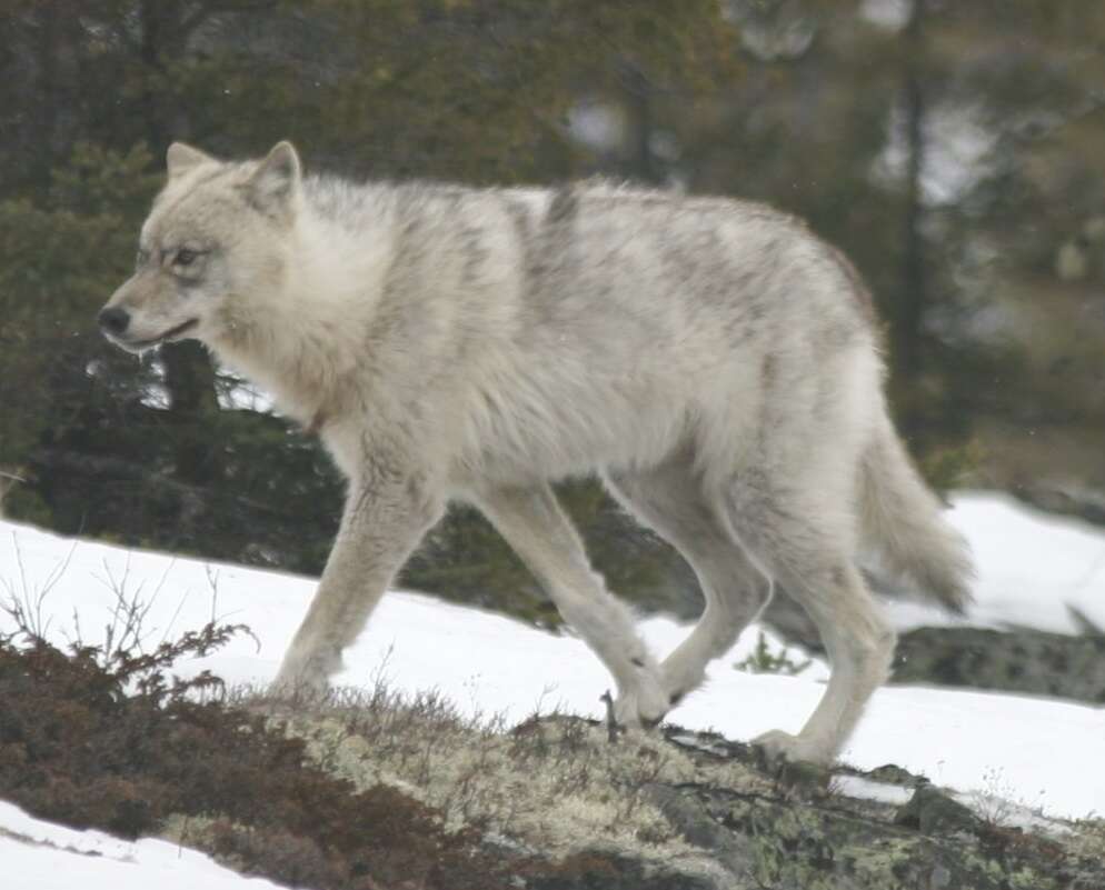 Their diet of marine proteins indicates human care and shared resources. Skeletal evidence suggests managed populations and human intervention. This discovery challenges previous understandings of early wolf domestication processes. Image Credits: Wikimedia Commons Quebec_wild_wolf