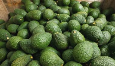 Avocados: Asian demand and new trade deals reshaping New Zealand’s exports