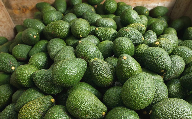 Avocados: Asian demand and new trade deals reshaping New Zealand’s exports