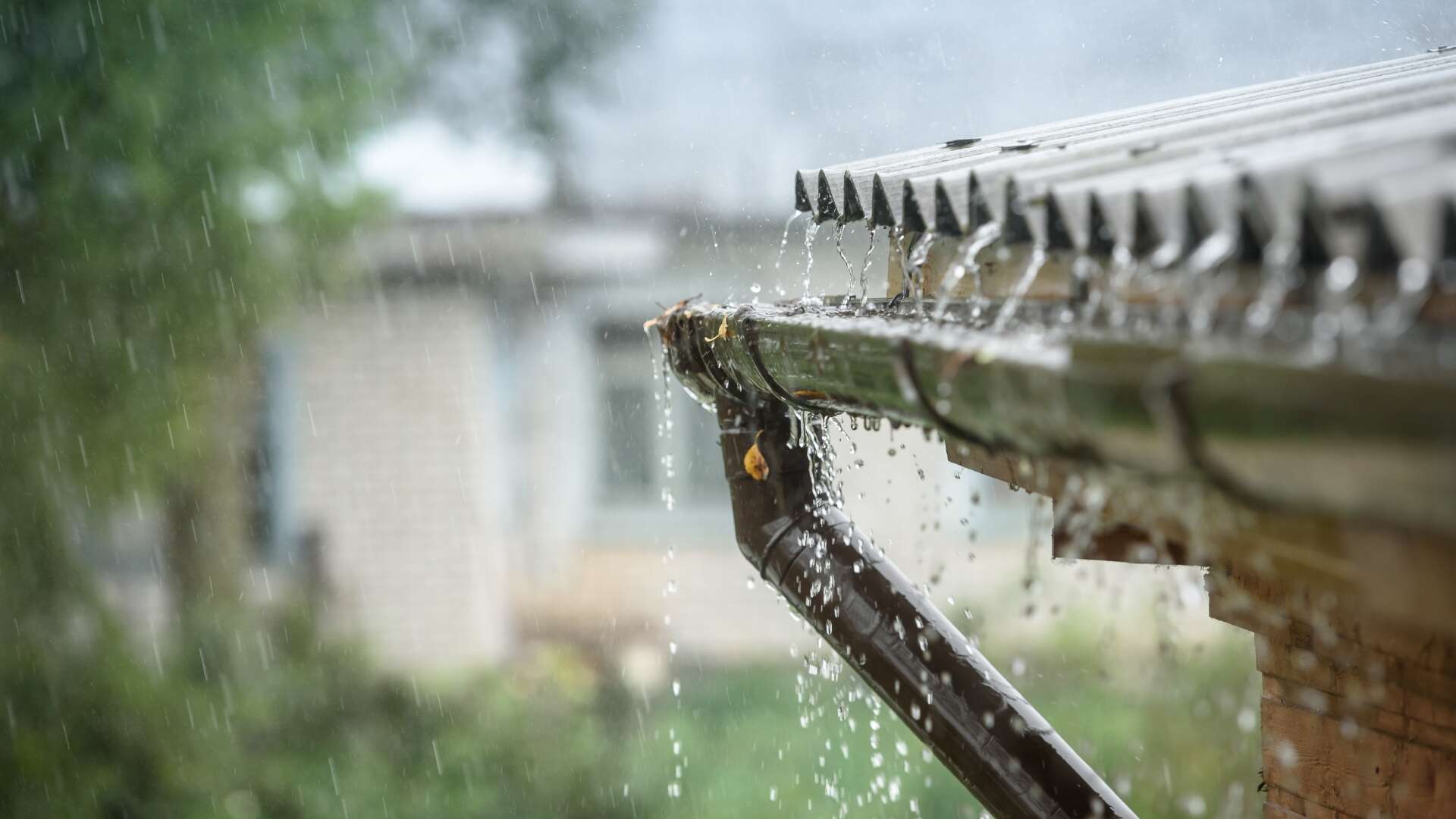 rainwater harvest