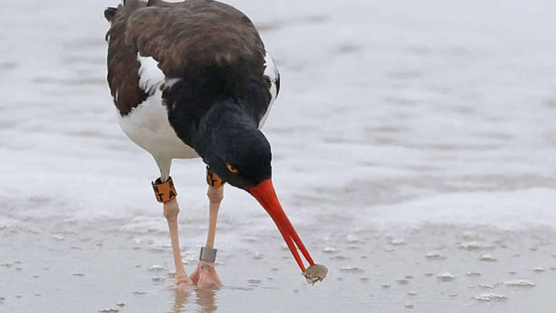 About $10 million was raised for conservation efforts through 35 coastal organisations in 16 states Raising awareness and money<br><br>