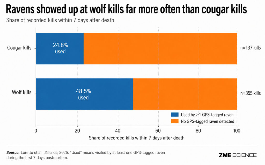 Graph showing how often ravens showed up at wolf kills versus cougar kills across Yellowstone
