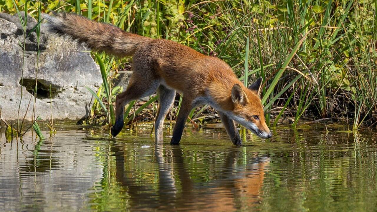 red fox 2