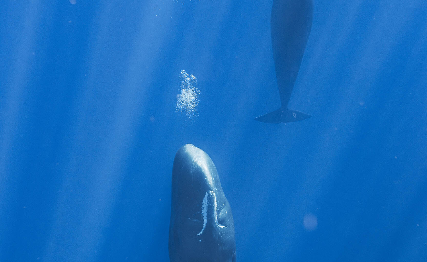 Sperm whales blow bubbles in their sleep to stay submerged