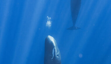 Sperm whales blow bubbles in their sleep to stay submerged