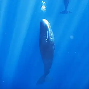 Sperm Whale at rest, blowing bubbles. Credit: University of St. Andrews / Stephane Granzotto