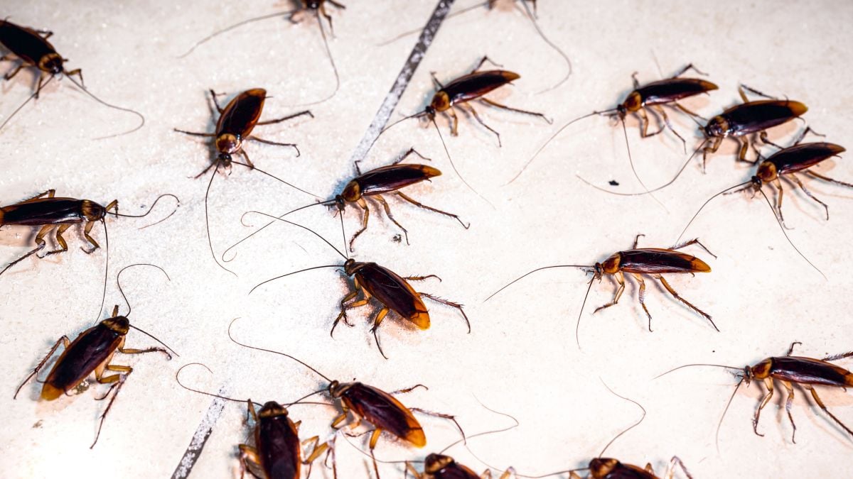 Cockroaches Have a 'Collective Memory' That Emerges From Their Social Networks : ScienceAlert