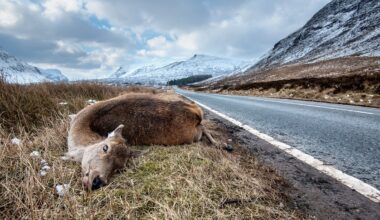 Drivers On Wyoming’s Remote Roads Hit A Lot Of Wildlife, And Deer Most Of All