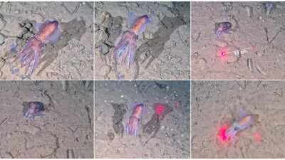 Scientists filmed this rare Arctic squid in the wild for the first time, guarding its eggs in sub-zero water inside the world’s largest national park