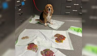 The Aussie beagle that ate 1.1kg of jelly snakes