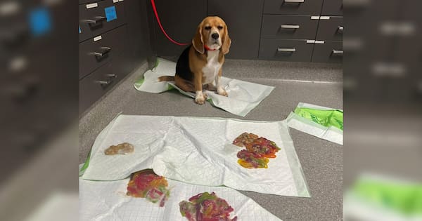 The Aussie beagle that ate 1.1kg of jelly snakes