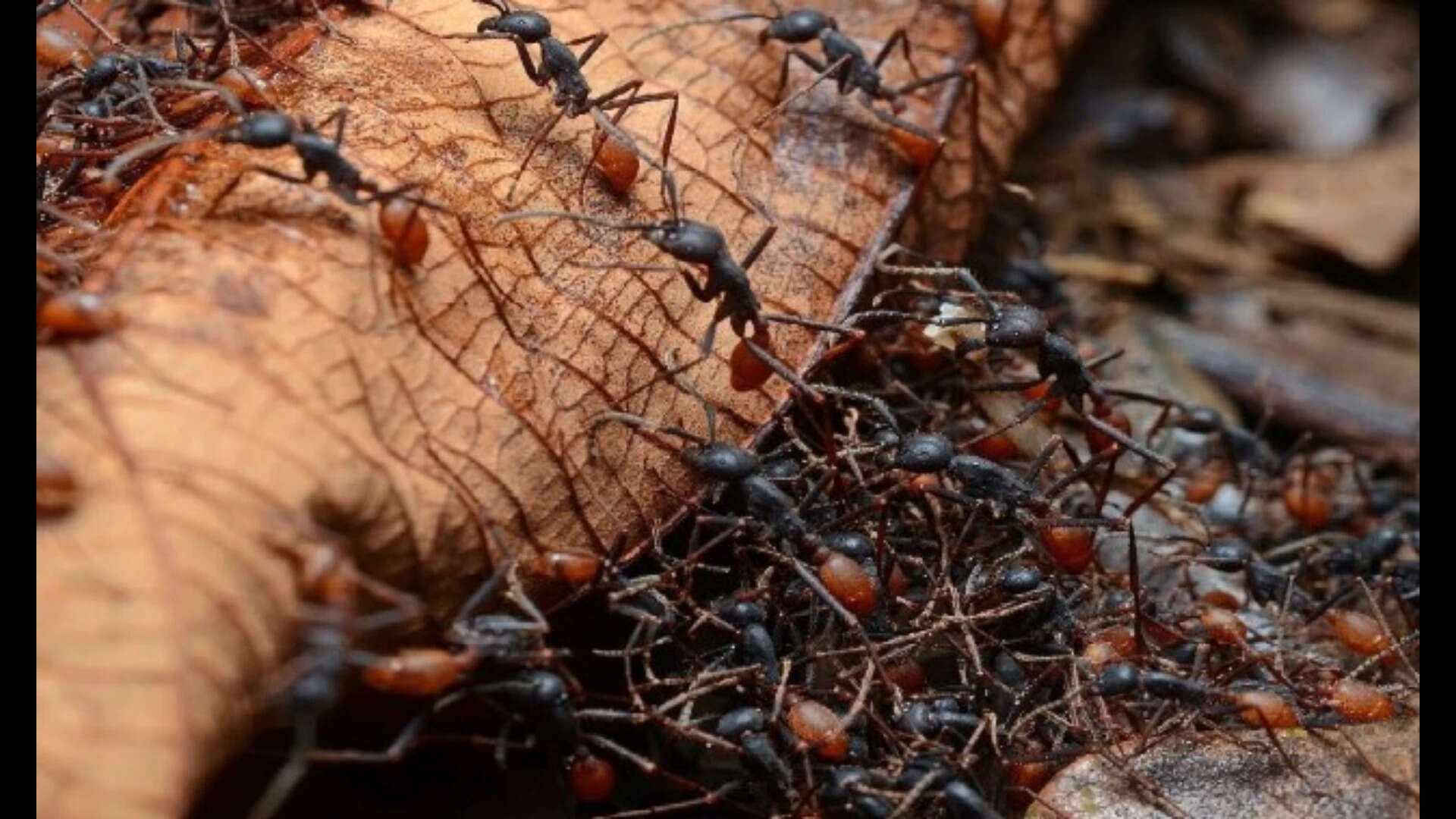 Ants organising before battle (Representational photo: National geographic) Screenshot 2026-07-17 184953