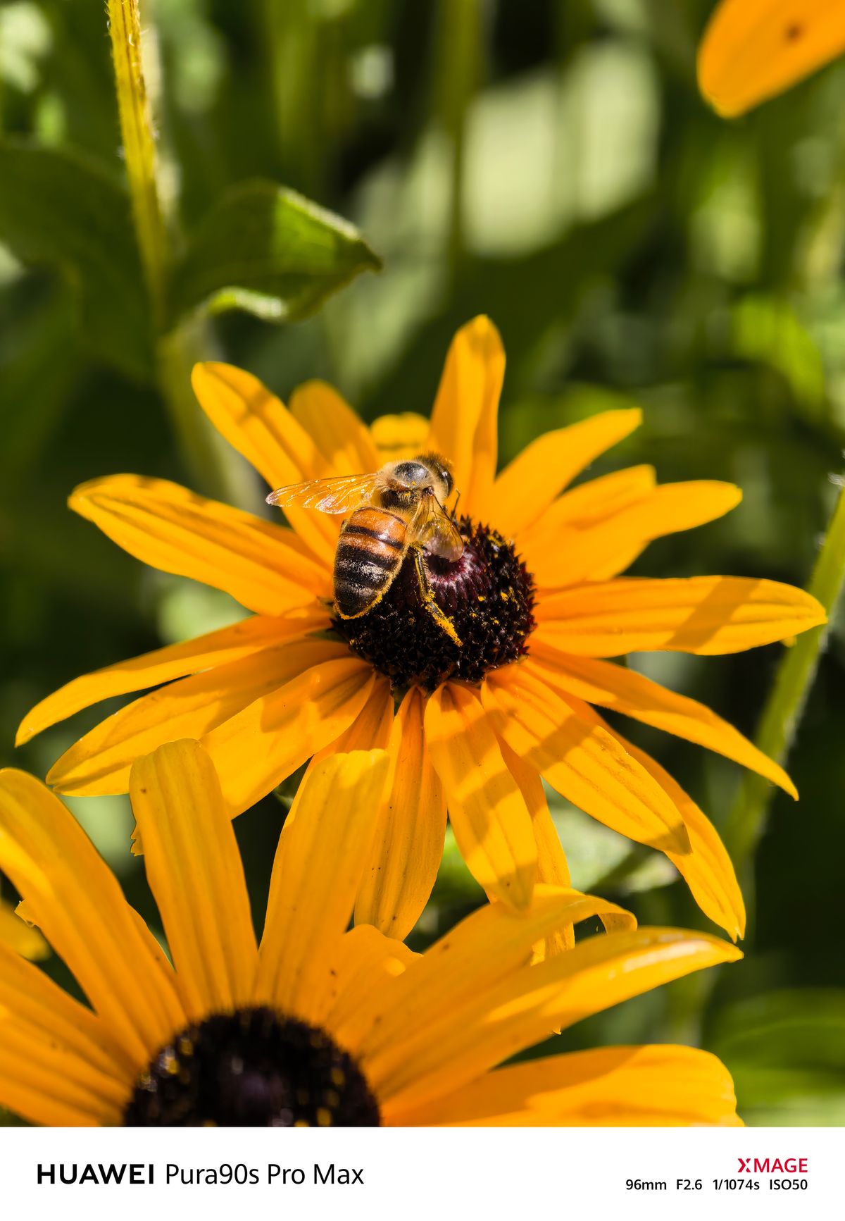 Close-up of a honeybee feeding on the dark center of a bright yellow flower.