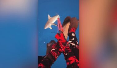 Kiwi shares footage of moment he was bitten in Fiji shark attack