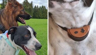Woman's fears over order to use anti-barking collars on her dogs