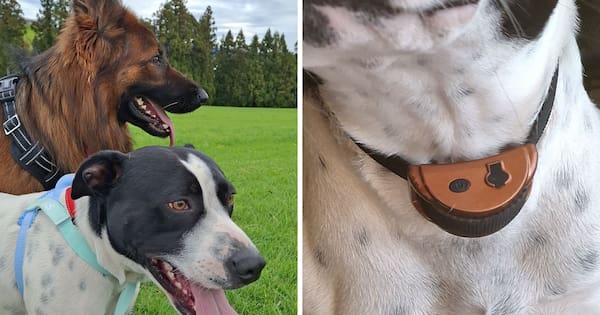 Woman's fears over order to use anti-barking collars on her dogs