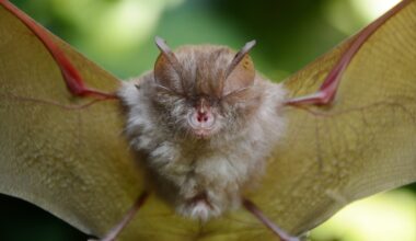 Bats synchronize their echolocation to avoid acoustic chaos