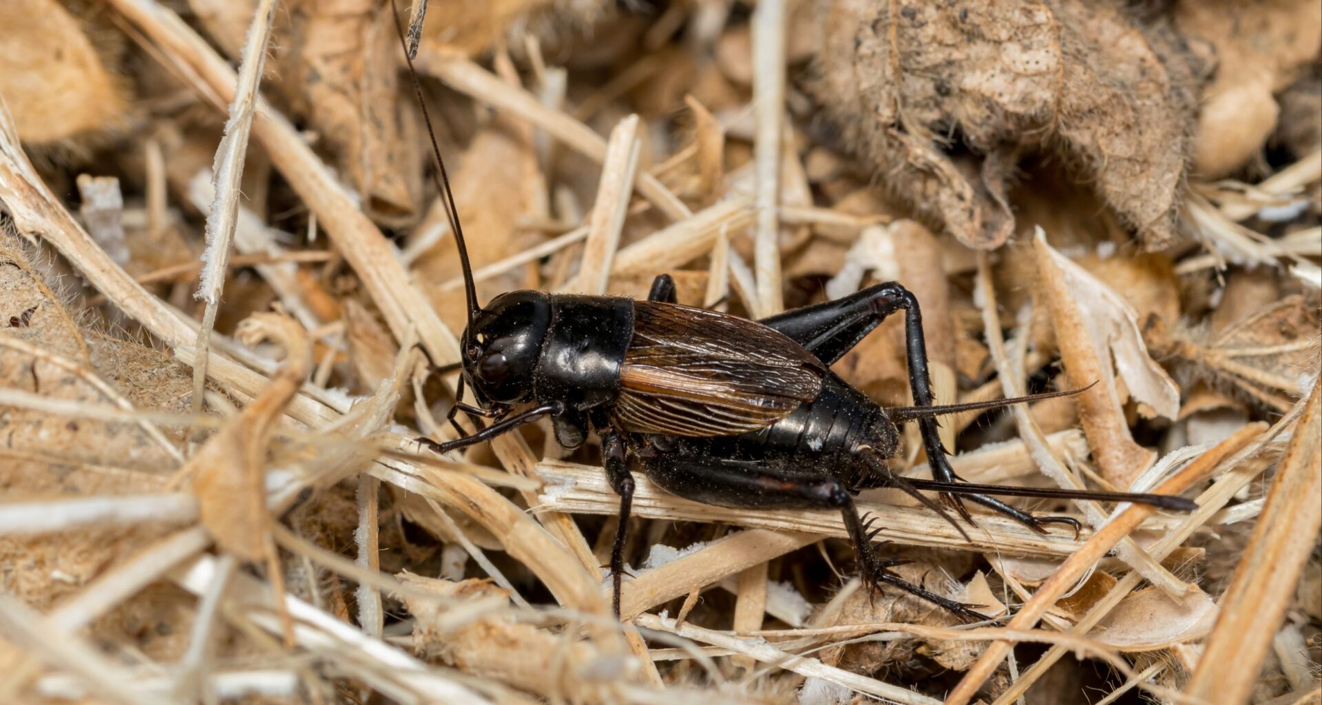 Hawaiian crickets evolved to become silent to survive a deadly fly