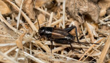 Hawaiian crickets evolved to become silent to survive a deadly fly