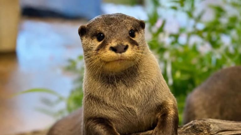 Orana WIldlife Park's otter Siak.