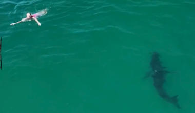 Nail-biting moment huge 10ft great white shark prowls just feet away from unsuspecting children swimming in sea