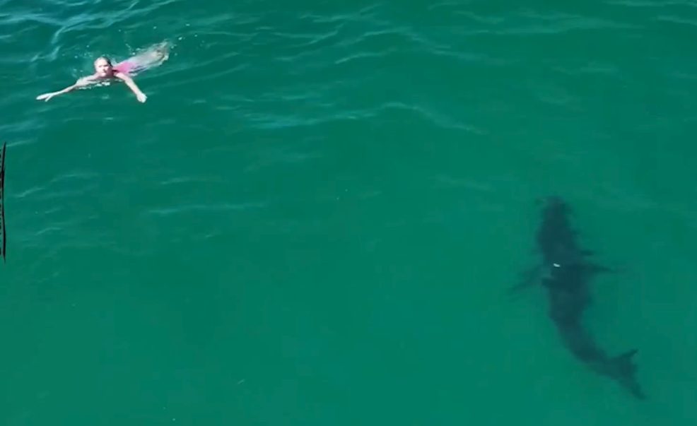 Nail-biting moment huge 10ft great white shark prowls just feet away from unsuspecting children swimming in sea