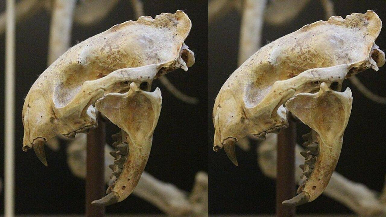 Skull of Proailurus lemanensis (Image Credit: Wikipedia) Skull of Proailurus lemanensis <br>