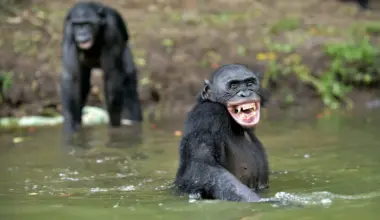 Great ape laughter reveals a hidden origin of human speech