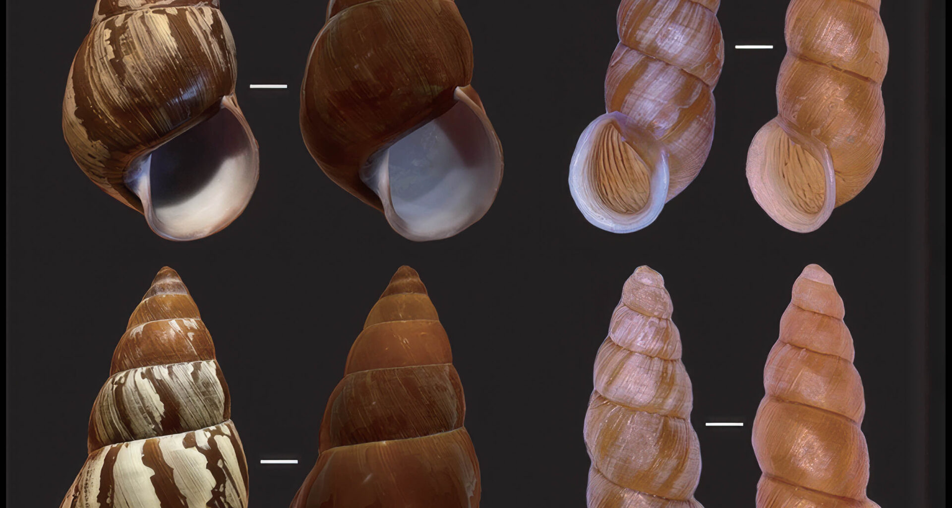 Tiny snails have a rain-powered trick that hides them from birds